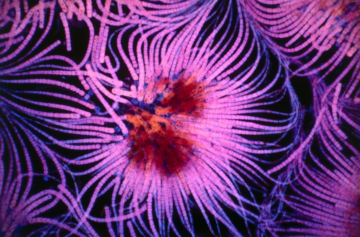 Bild som visar ett kluster av en encellig organism som kallas cyanobakterier av Unknown