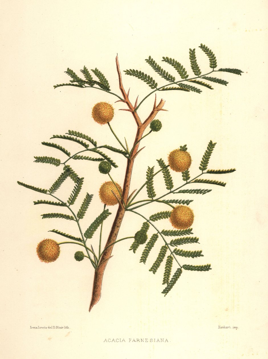 Söt akacia eller nålbuske, Acacia farnesiana av Unknown