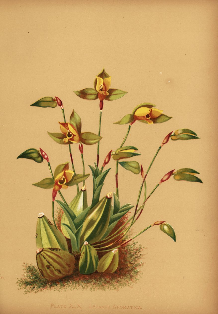 Sötdoftande lycaste orkidé, Lycaste aromatica av Unknown