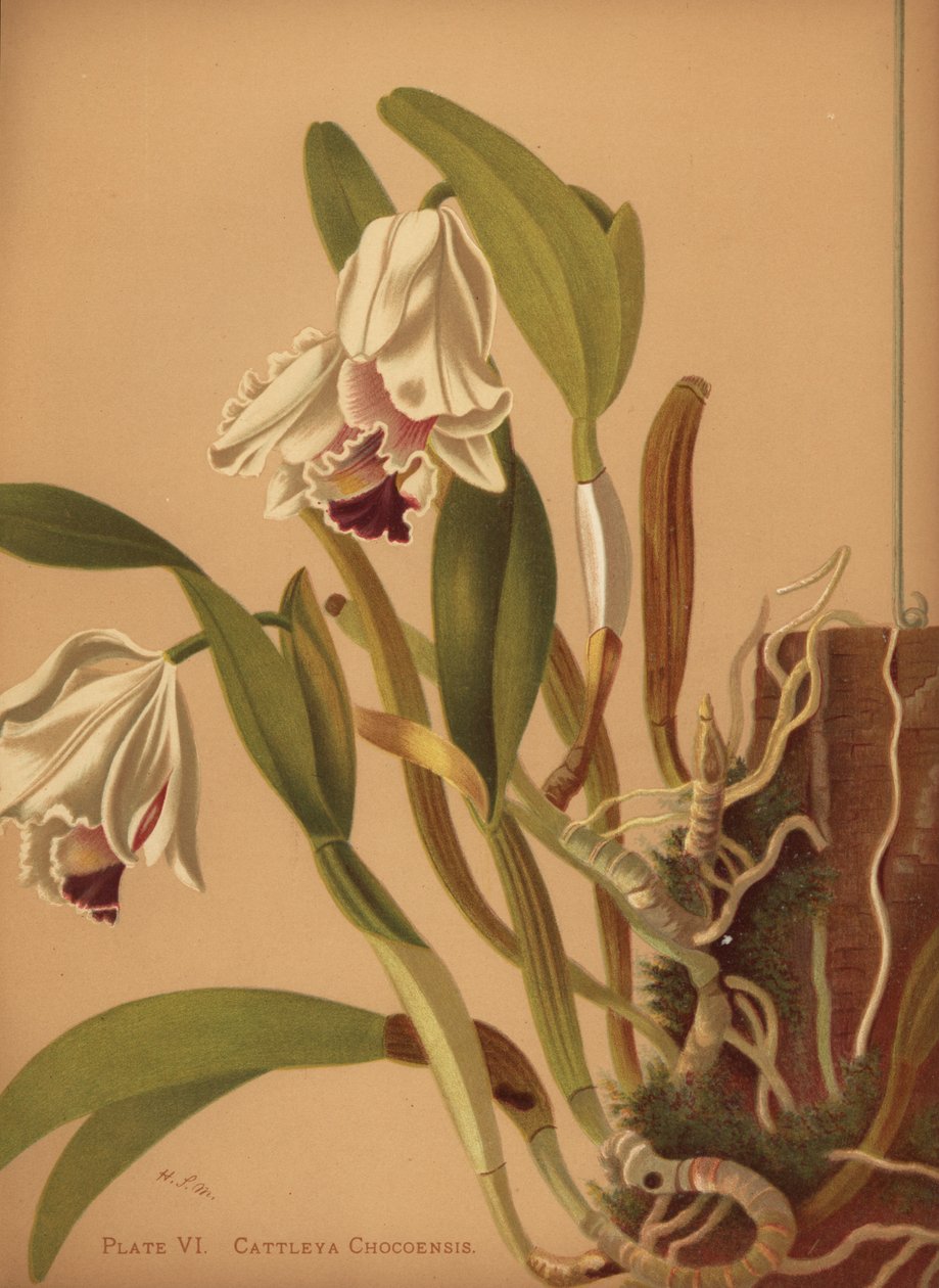 Den vackra cattleya eller azucena, Cattleya quadricolor av Unknown