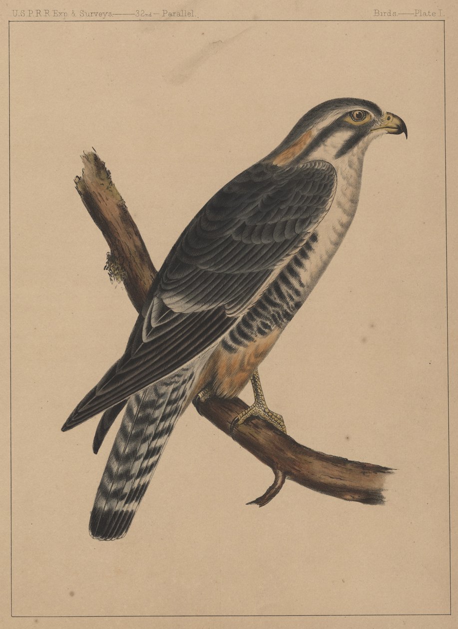 Fåglar, tavla I, 1855 av American School