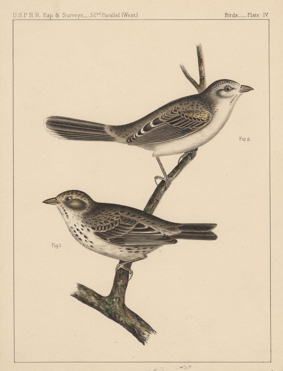 Fåglar, skylt IV, 1855 av American School