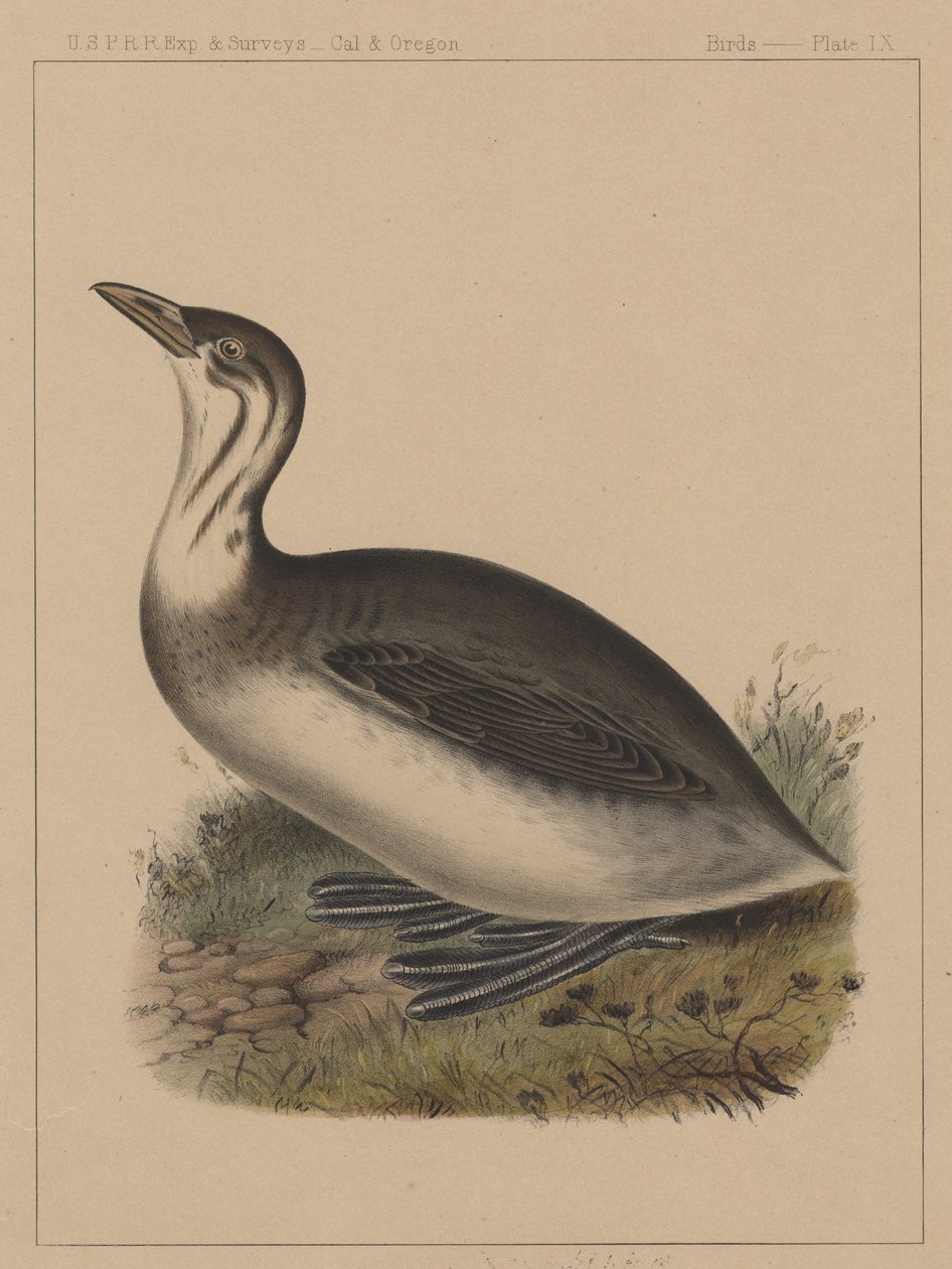 Fåglar, tavla IX, 1855 av American School
