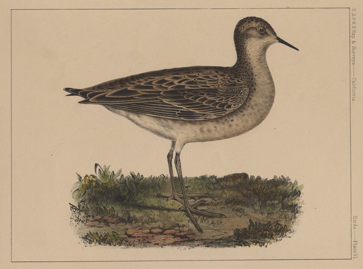 Fåglar, skylt VI, 1855 av American School