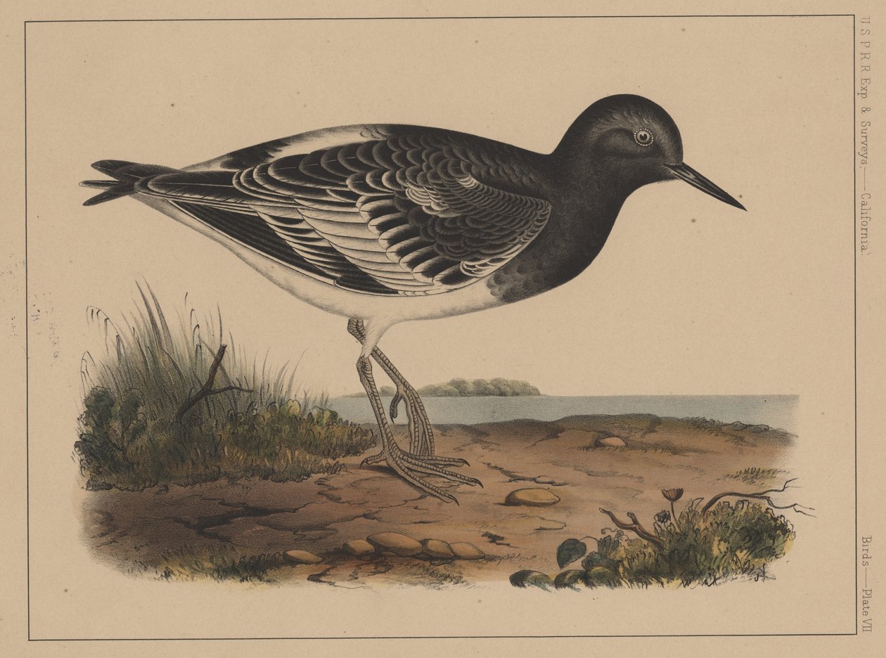 Fåglar, skylt VII, 1855 av American School