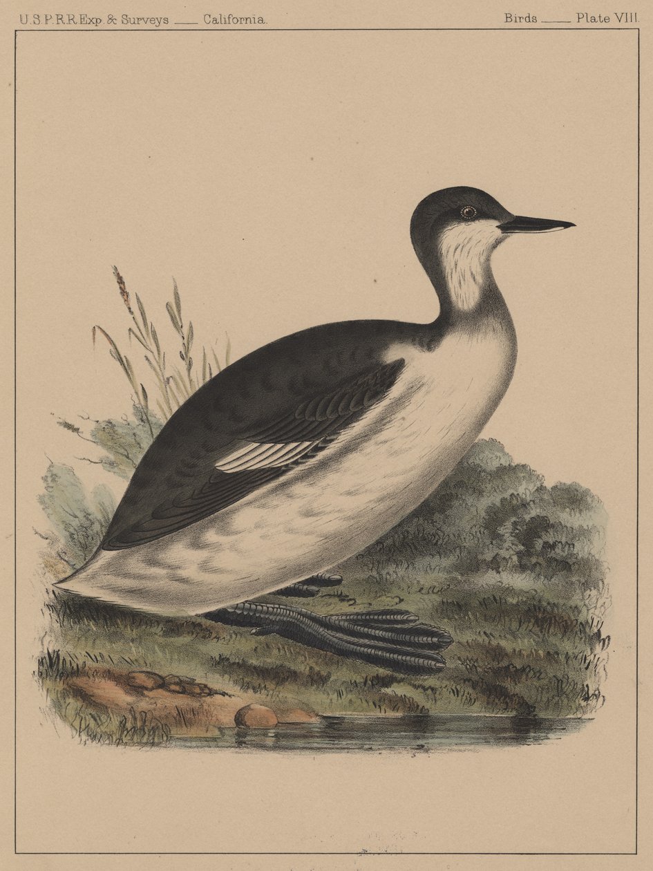 Fåglar, skylt VIII, 1855 av American School