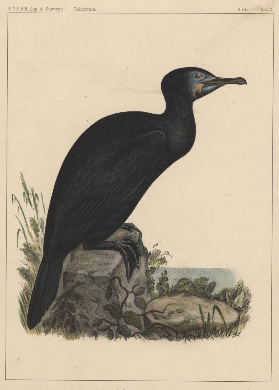 Fåglar, tavla X, 1855 av American School