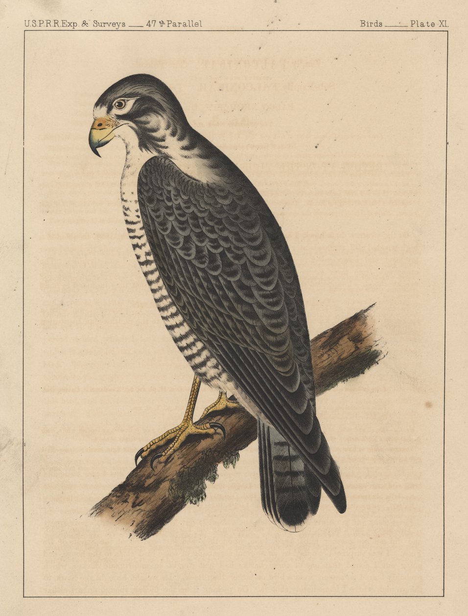 Fåglar, tavla XI, 1855 av American School