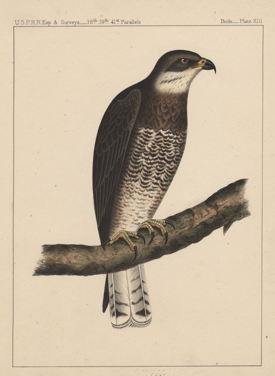 Fåglar, tavla XIII, 1855 av American School