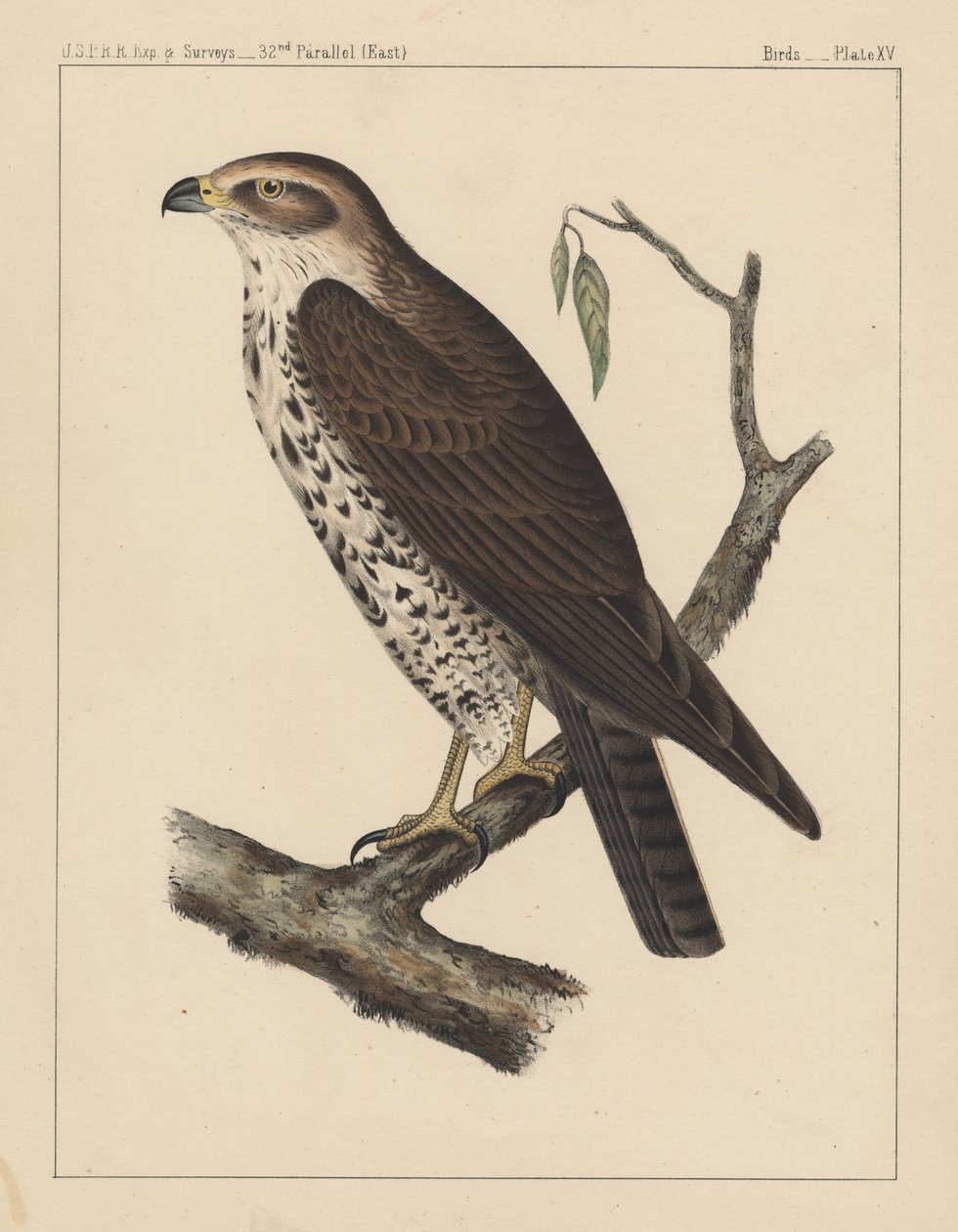 Fåglar, tavla XV, 1855 av American School