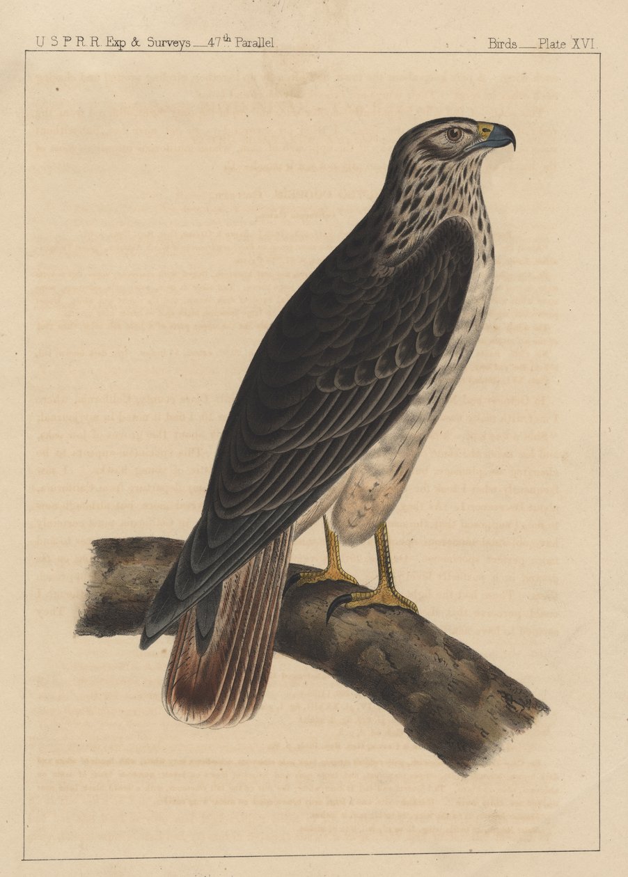 Fåglar, tavla XVI, 1855 av American School