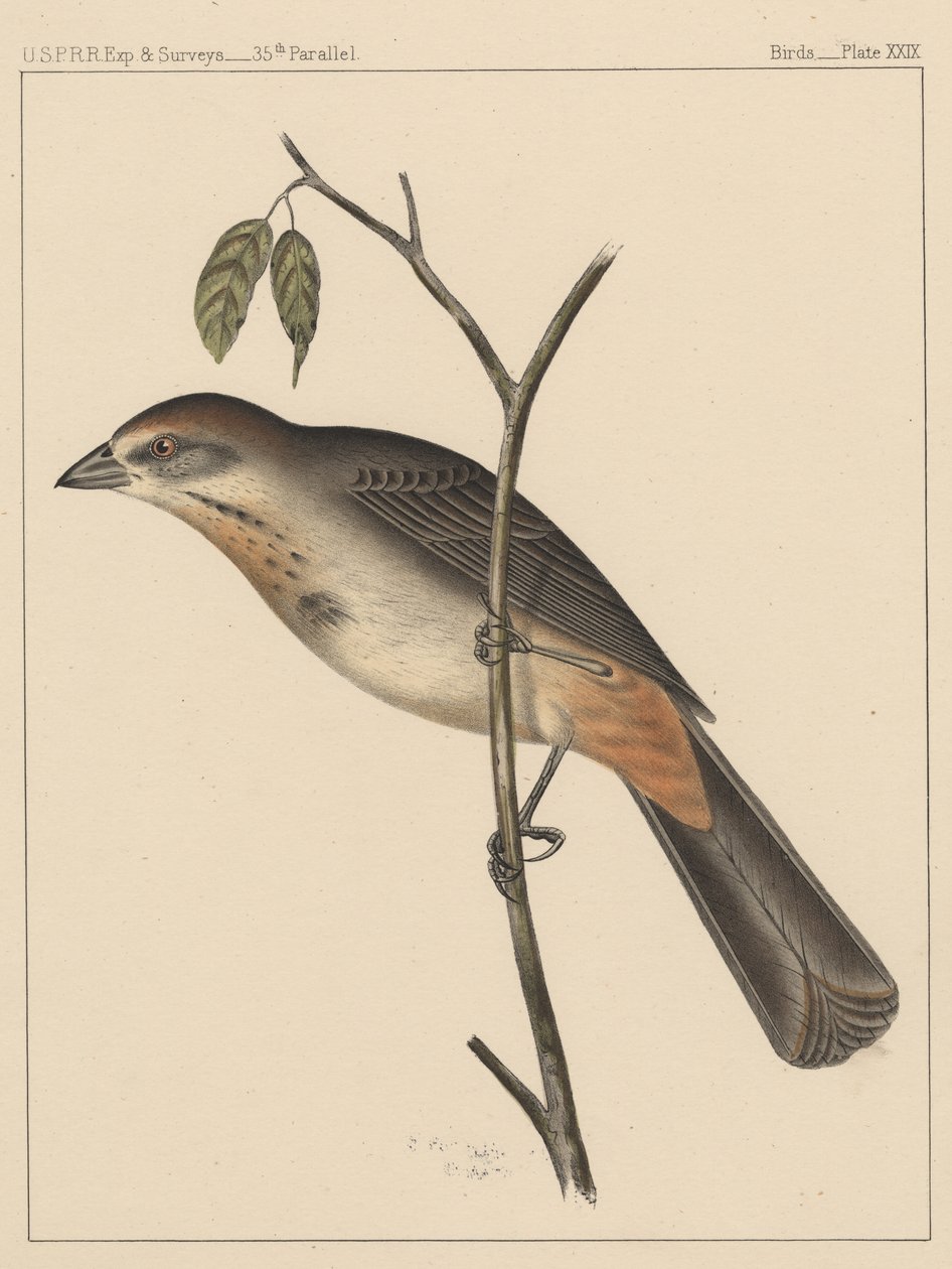 Fåglar, tavla XXIX, 1855 av American School