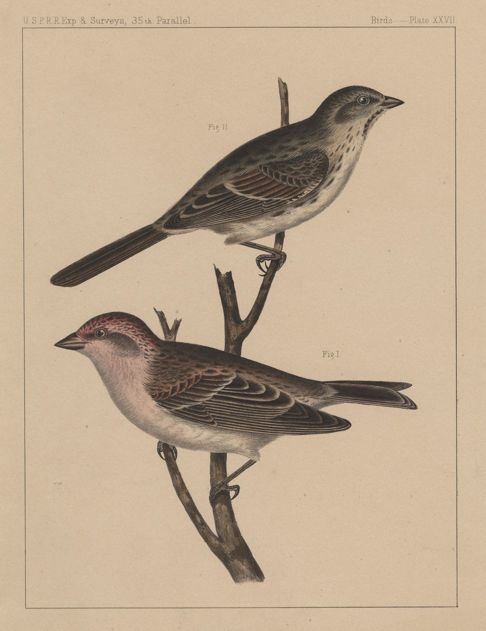 Fåglar, tavla XXVII, 1855 av American School