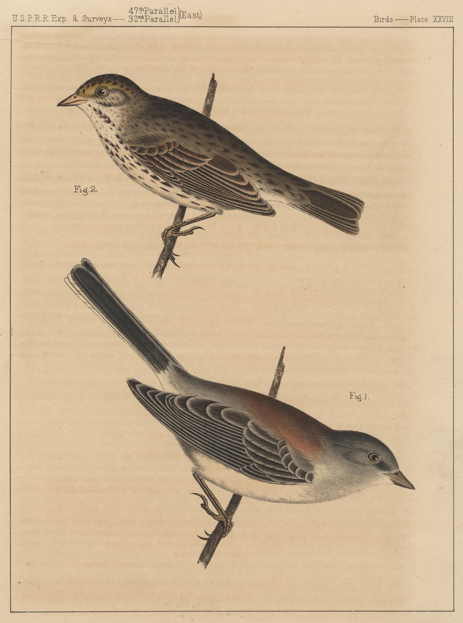 Fåglar, tavla XXVIII, 1855 av American School