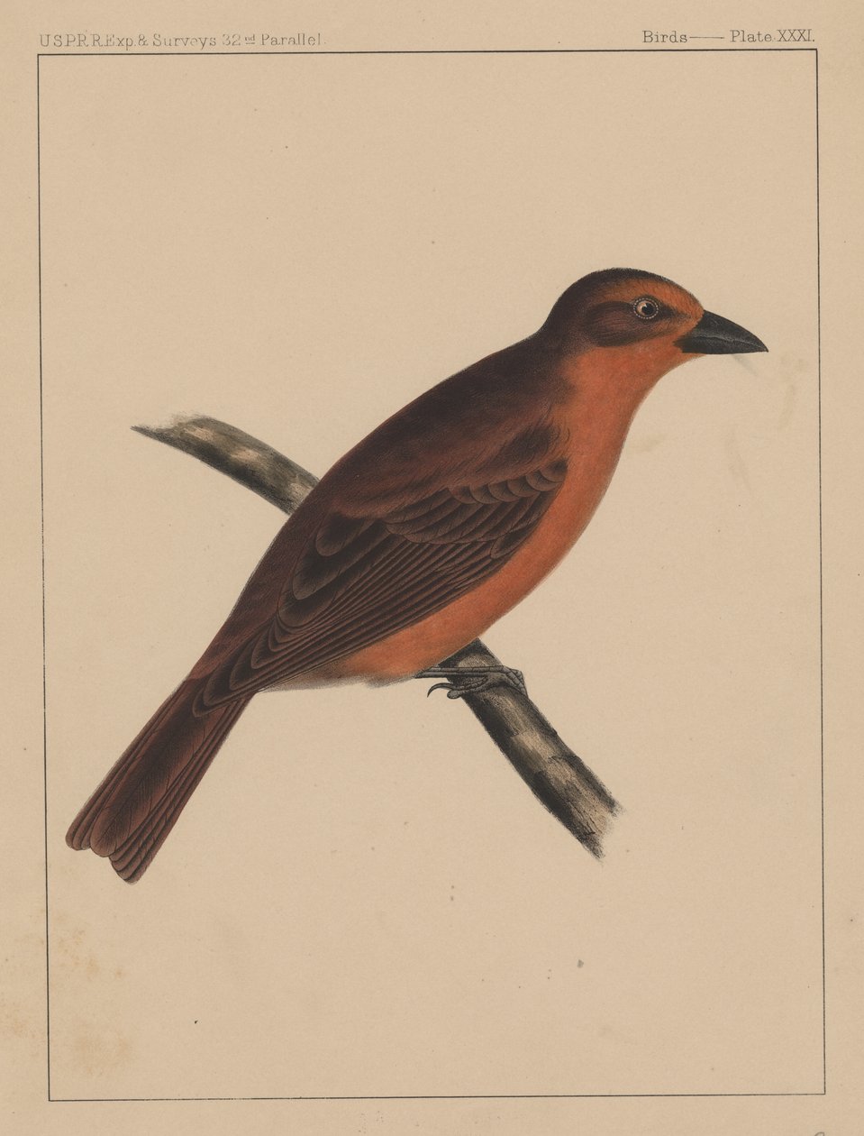 Fåglar, skylt XXXI, 1855 av American School