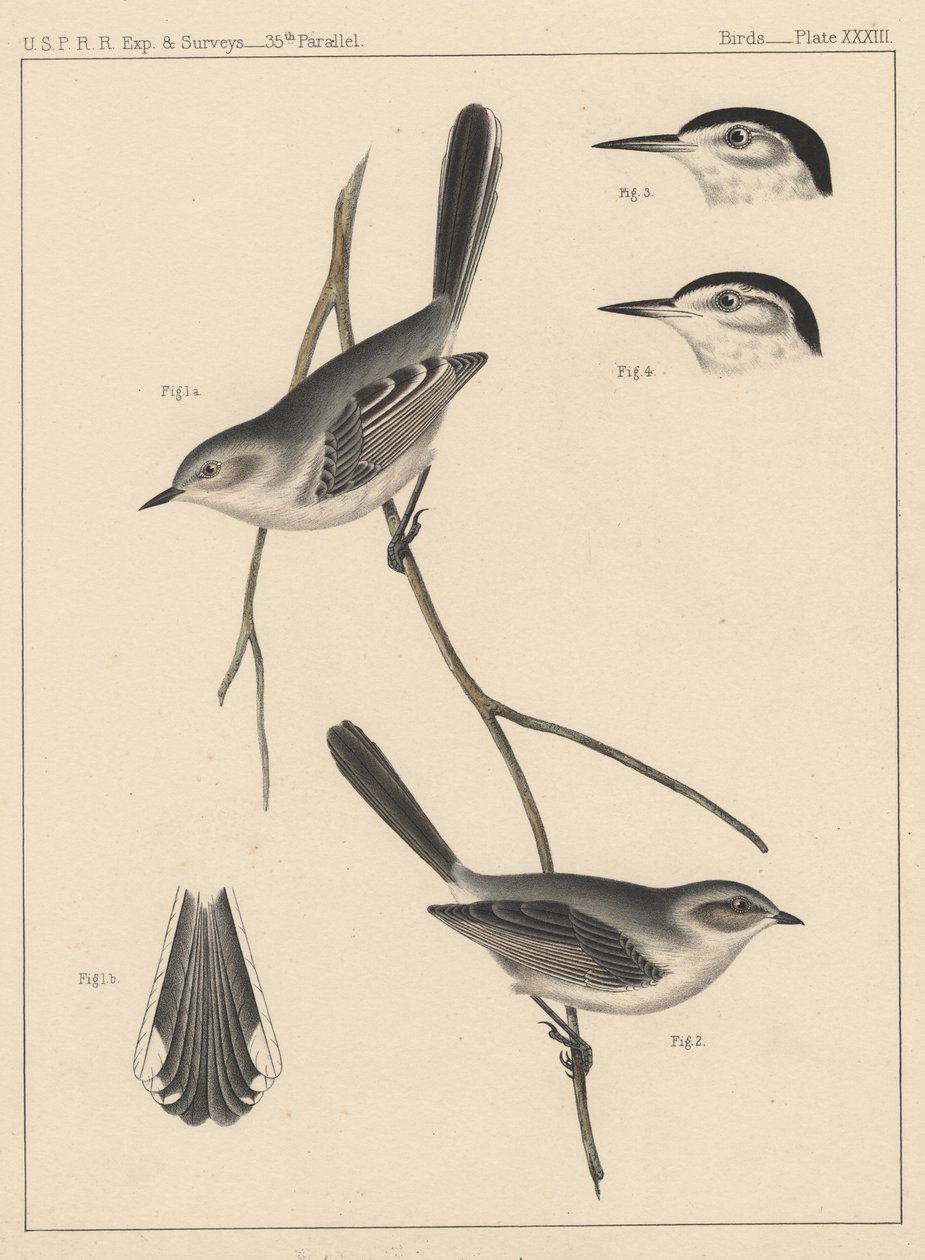 Fåglar, tavla XXXIII, 1855 av American School