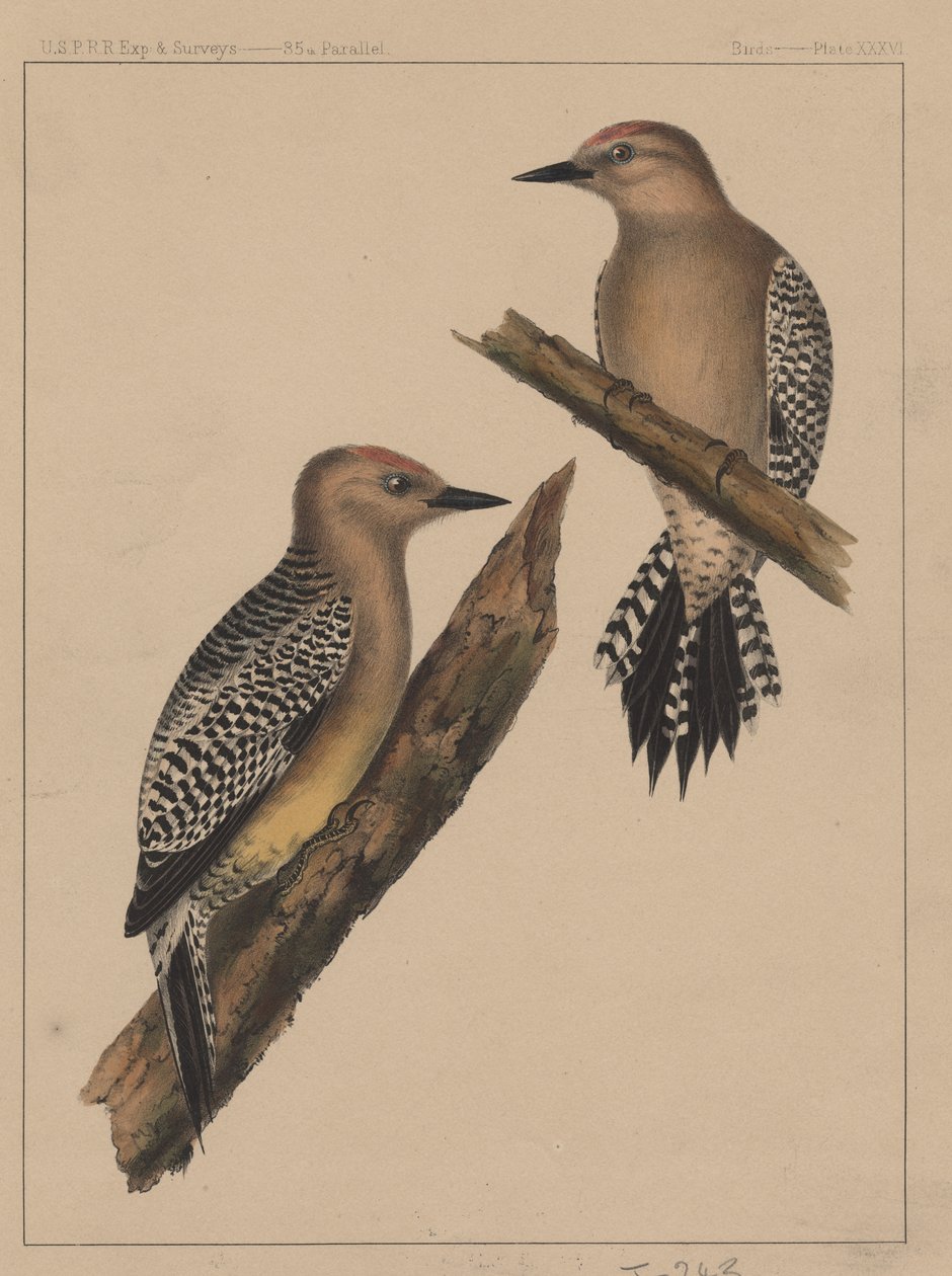 Fåglar, skylt XXXVI, 1855 av American School