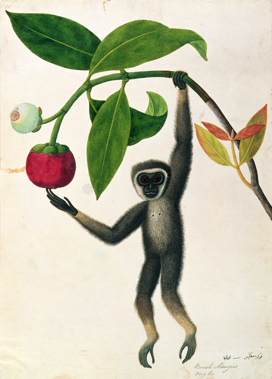 En smidig Gibbon eller Black-Handed Gibbon, från teckningar av djur, insekter och reptiler från Malacka, c.1805-18 (wc och gouache på papper) av Chinese School