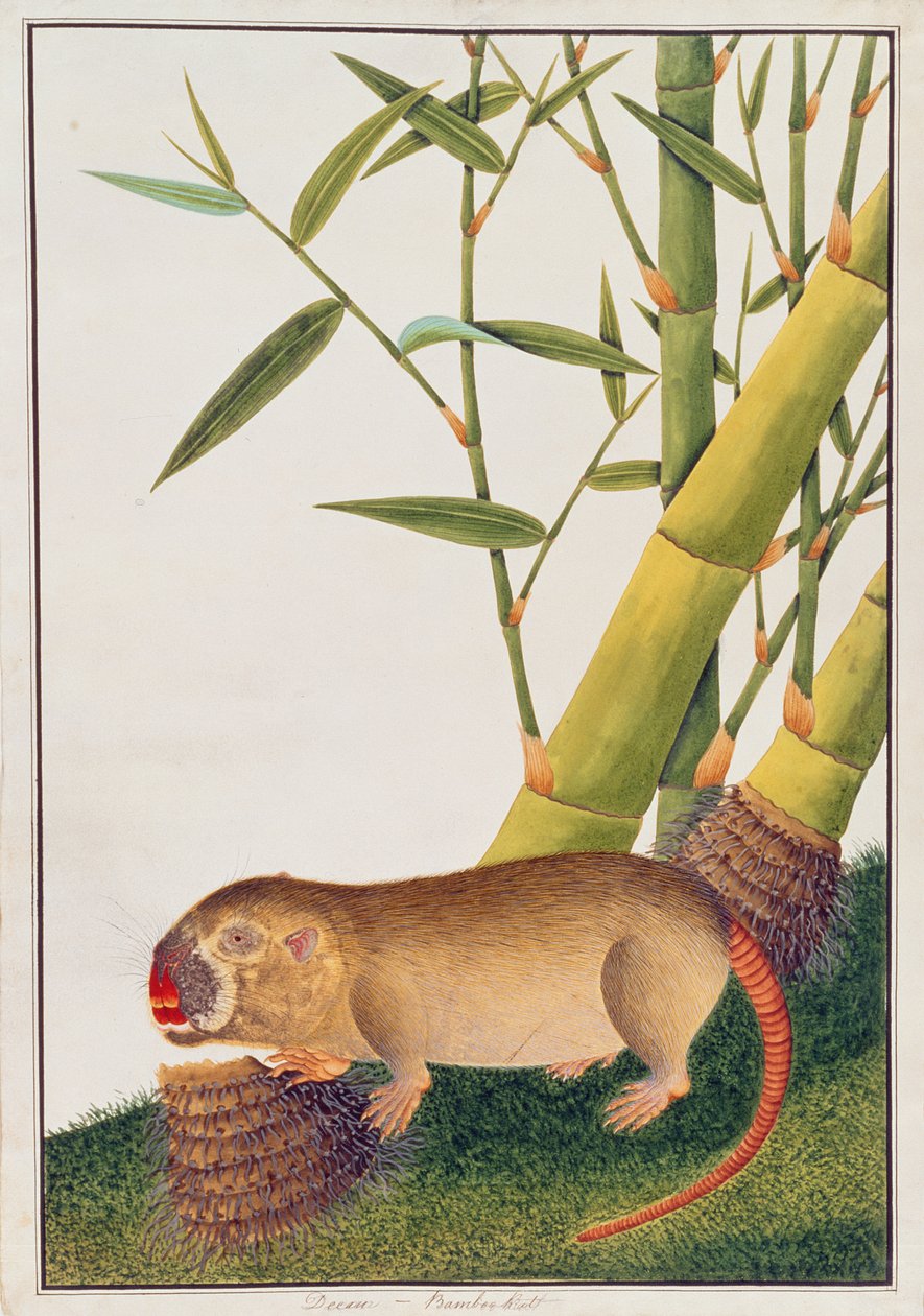 Bamboo Rat, Decan, från teckningar av djur, insekter och reptiler från Malacka, c.1805-18 (wc och gouache på papper) av Chinese School