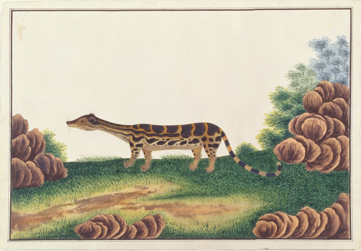 Banded Linsang, från teckningar av djur, insekter och reptiler från Malacka, c.1805-18 (wc och gouache på papper) av Chinese School