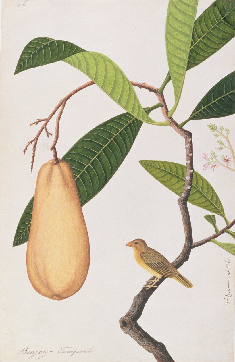 Baya Weaver, från Drawings of Birds from Malacca, c.1805-18 (wc på papper) av Chinese School