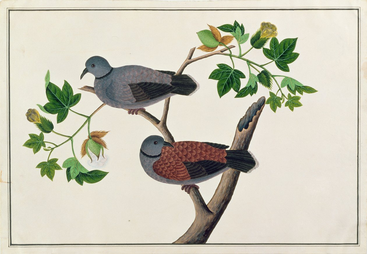 Fåglar i ett träd, från Drawings of Birds from Malacca, c.1805-18 (wc på papper) av Chinese School