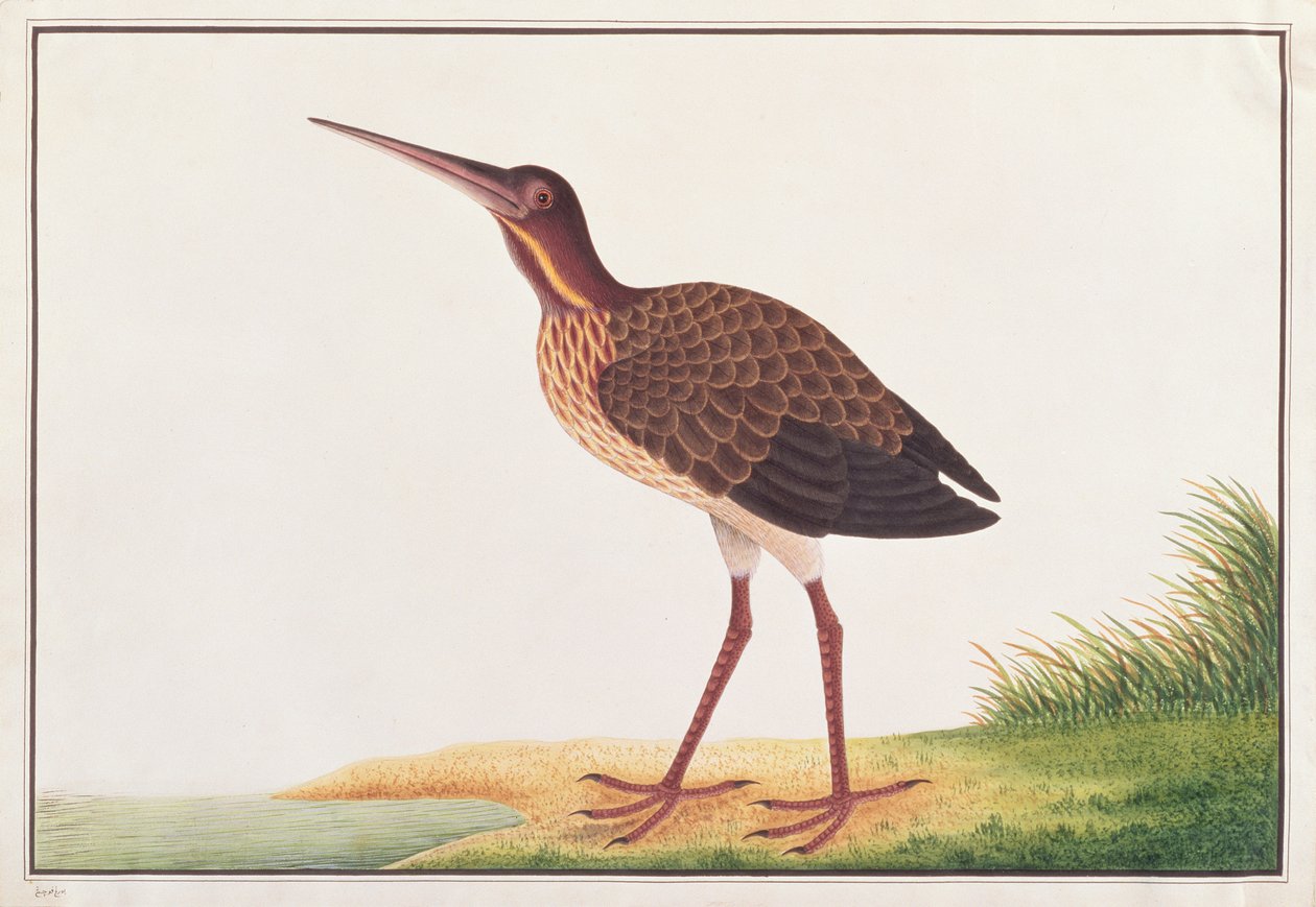 Black Bittern, från Drawings of Birds from Malacca, c.1805-18 (wc på papper) av Chinese School