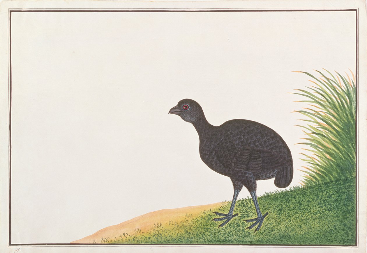 Black Partridge, från Drawings of Birds from Malacca, c.1805-18 (wc på papper) av Chinese School