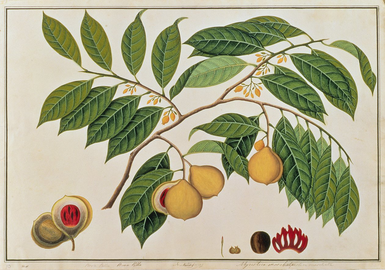 Booa Palla eller Muskot, från Drawings of Plants from Malacca, c.1805-18 (wc på papper) av Chinese School