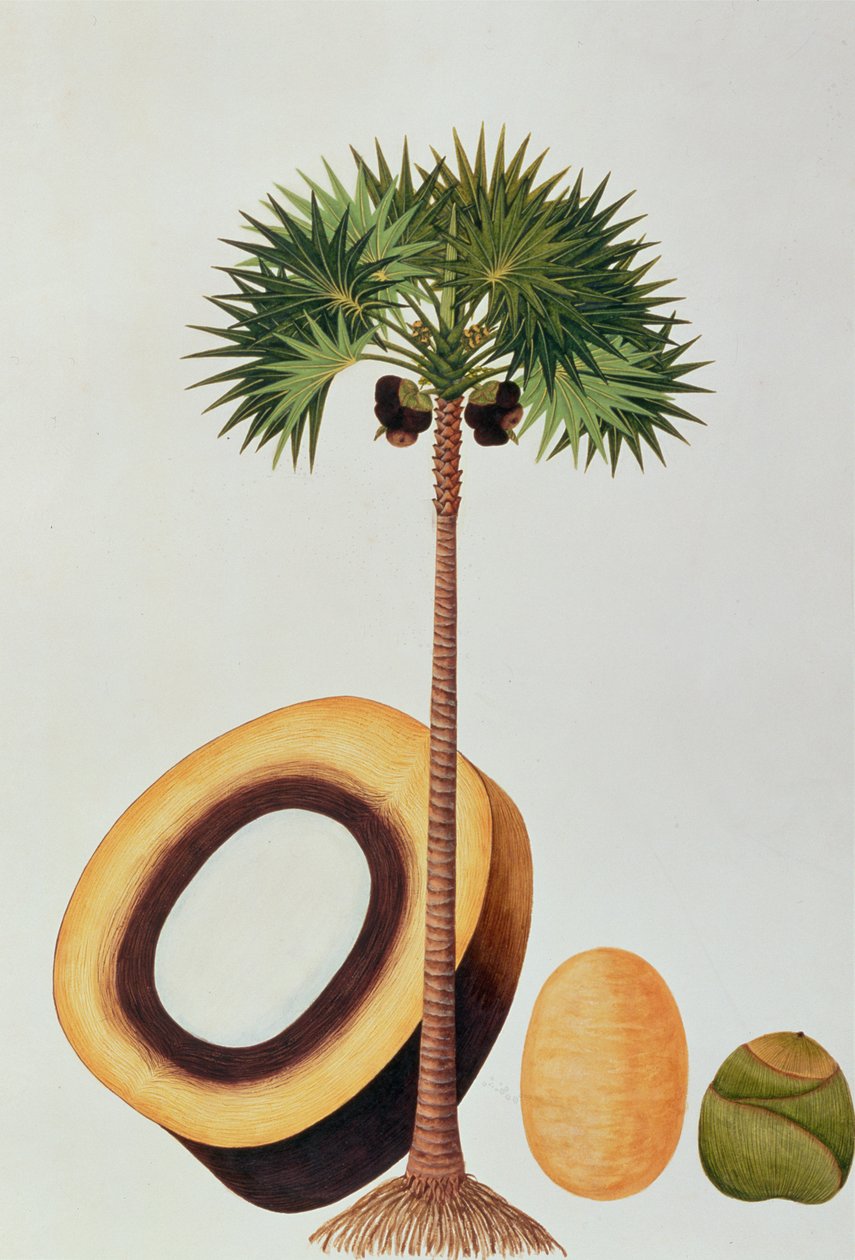 Booah Lontar eller Palmyra Borassus, från Drawings of Plants from Malacca, c.1805-18 (wc på papper) av Chinese School
