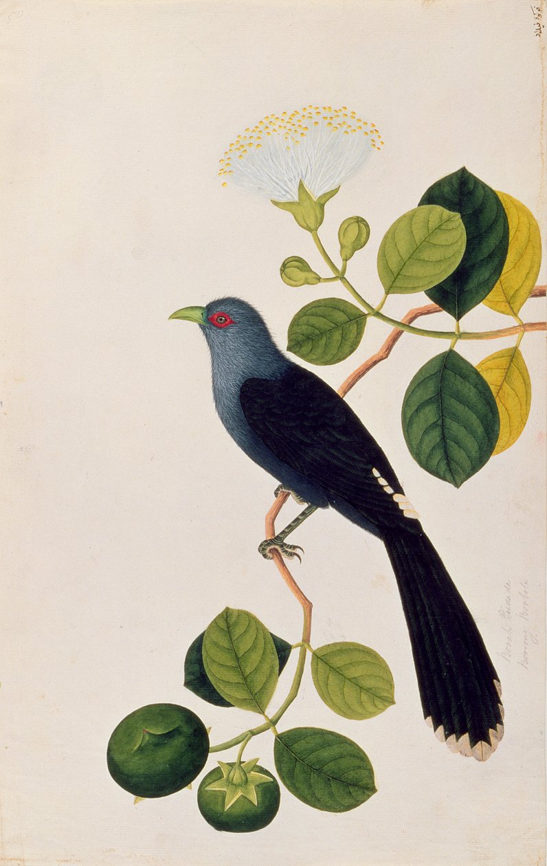 Booah Piedada, Boorong Boobote, från Drawings of Birds from Malacca, c.1805-18 (wc på papper) av Chinese School