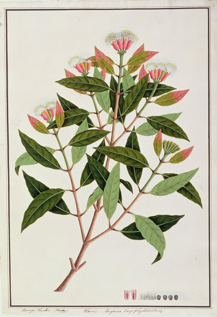 Boongo Chinkie (Malay), Eugenia Caryophyllatallen eller Kryddnejlika, från Drawings of Plants from Malacca, c.1805-18 (wc på papper) av Chinese School