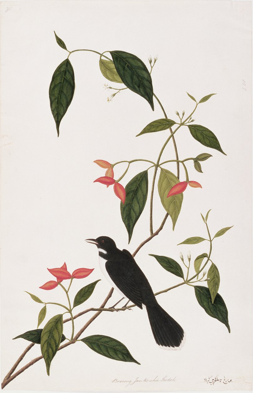 Boring Janke-cheeR utah, från Drawings of Birds from Malacca, c.1805-18 (wc på papper) av Chinese School
