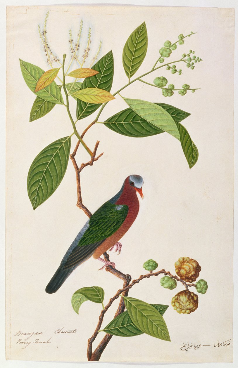 Brangan Chestnut, Pooney Tanah, från Drawings of Birds from Malacca, c.1805-18 (wc på papper) av Chinese School
