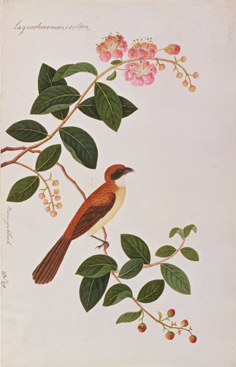 Brown Shrike, från Drawings of Birds from Malacca, c.1805-18 (wc på papper) av Chinese School