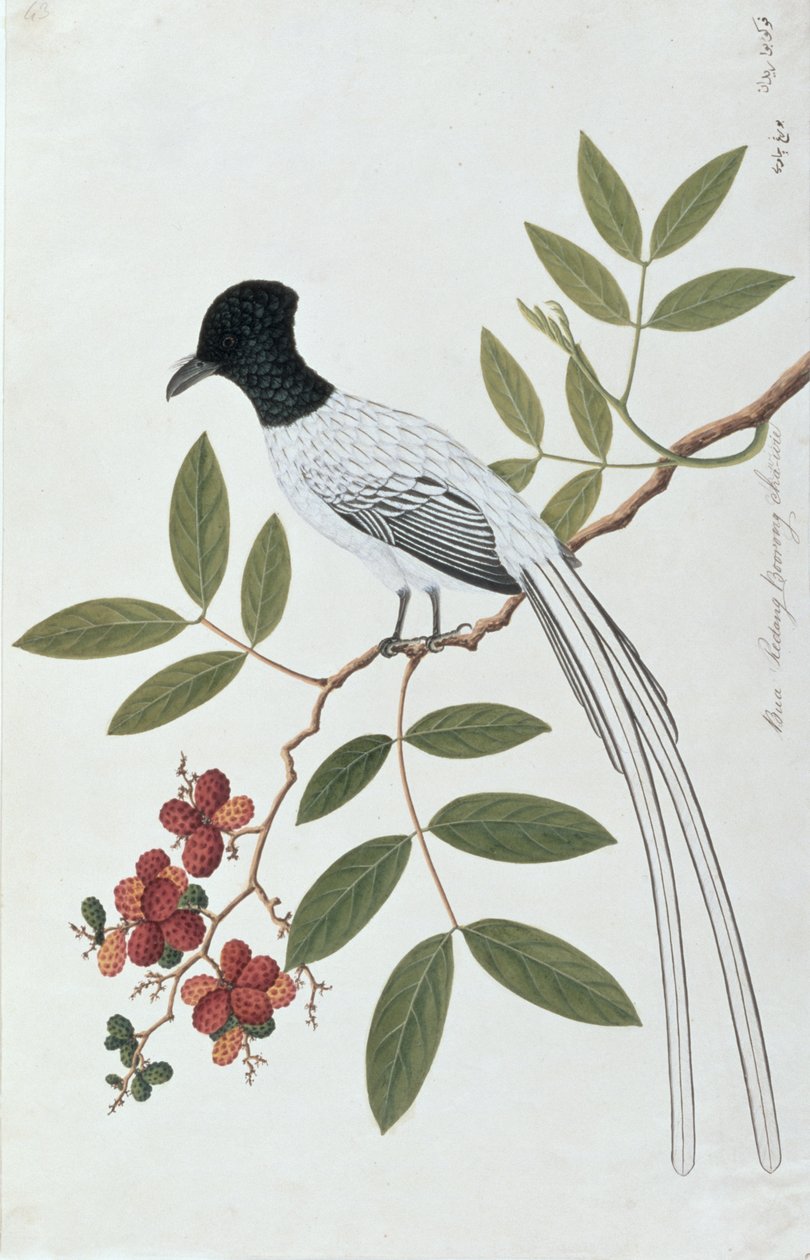 Bua Redang Boorong cha-wie, från Drawings of Birds from Malacca, c.1805-18 (wc på papper) av Chinese School