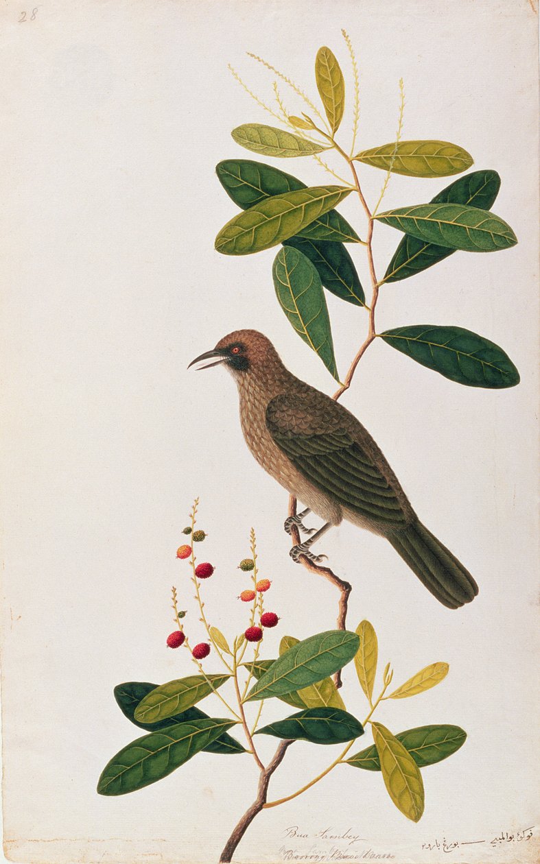 Bua Sambey, Boorong Baroo Baroo, från Drawings of Birds from Malacca, c.1805-18 (wc på papper) av Chinese School