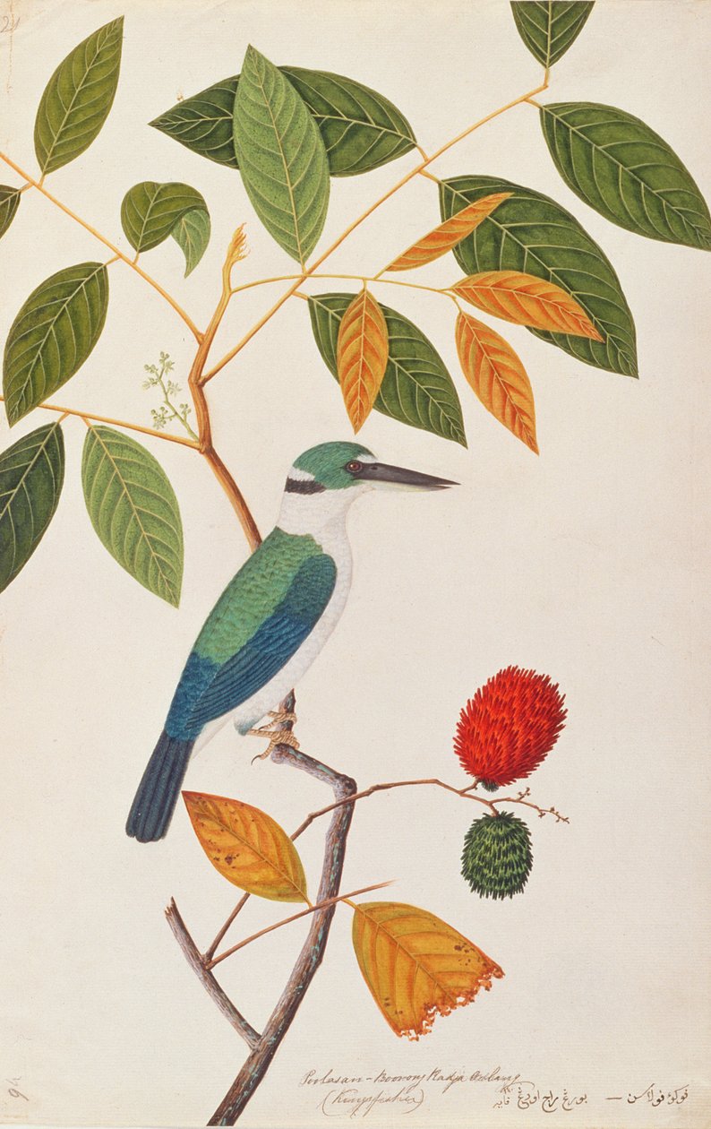 Kragekungsfiskare, från Drawings of Birds from Malacca, c.1805-18 (wc på papper) av Chinese School