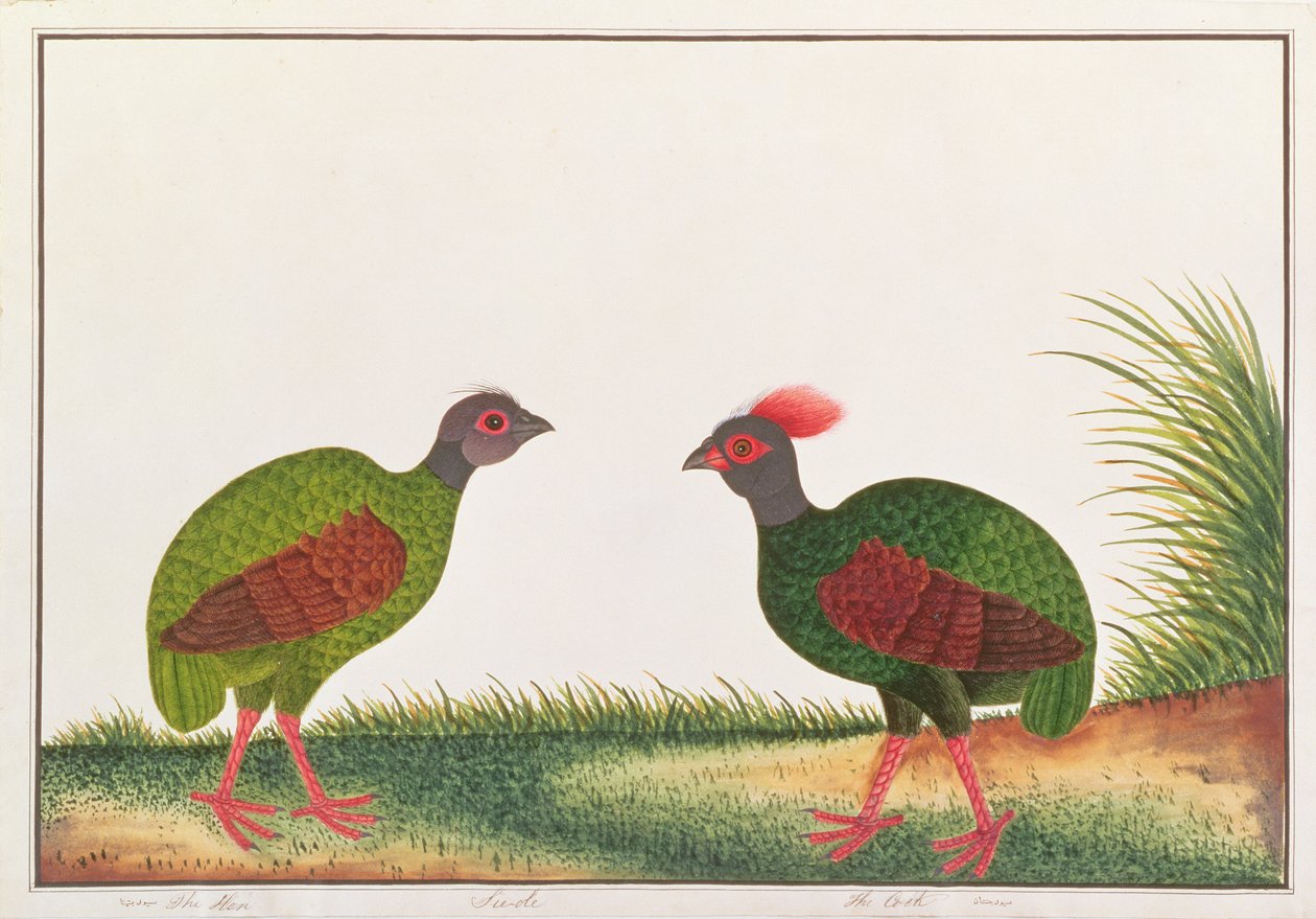 Crested Wood-rapphöna, höna och hane, från teckningar av fåglar från Malacka, c.1805-18 (wc på papper) av Chinese School