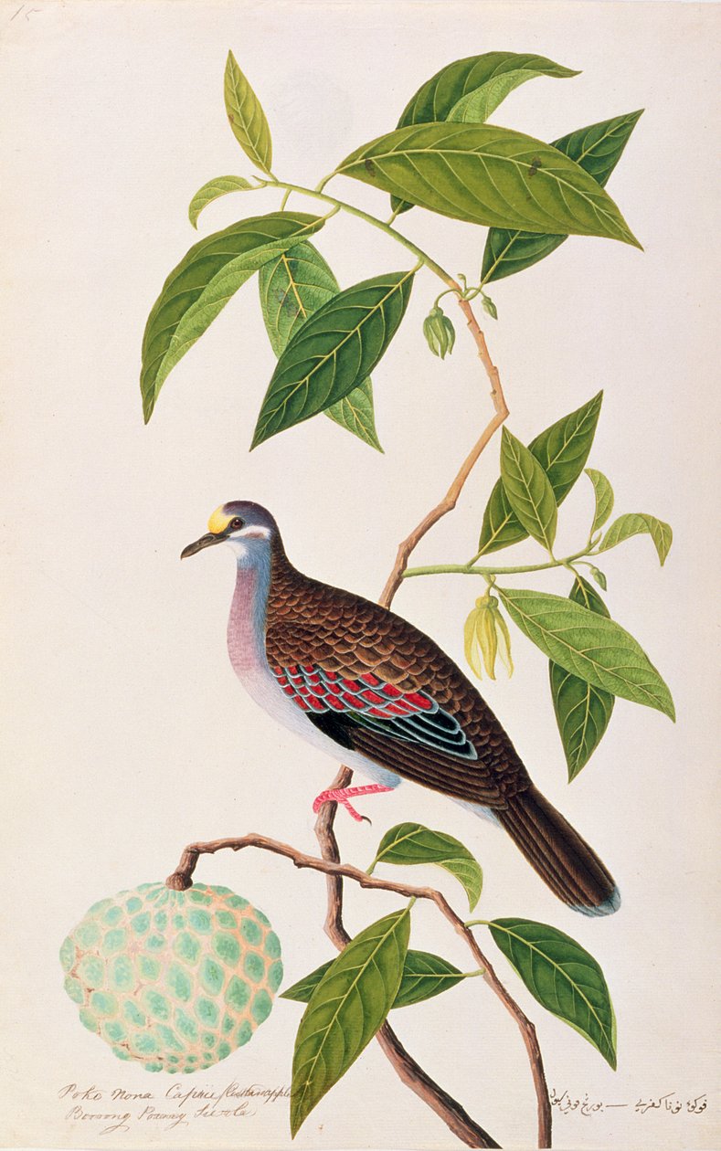 Custard Apple, Poke Nona Caprie med Boorong Pooney Sieole, från Drawings of Birds from Malacca, c.1805-18 (wc på papper) av Chinese School