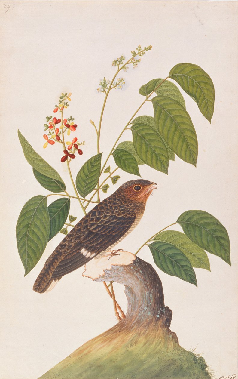 Dusky Broadbill, från Drawings of Birds from Malacca, c.1805-18 (wc på papper) av Chinese School