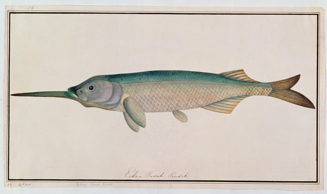 Eekan Todah Pindik, från Drawings of Fishes from Malacca, c.1805-18 (wc på papper) av Chinese School