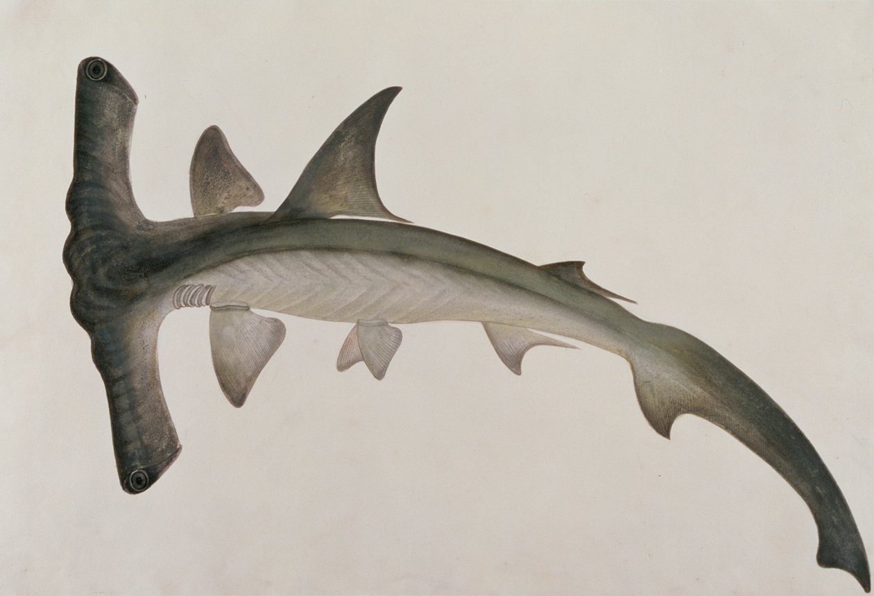 Eeoo Tando, från Drawings of Fishes from Malacca, c.1805-18 (wc på papper) av Chinese School