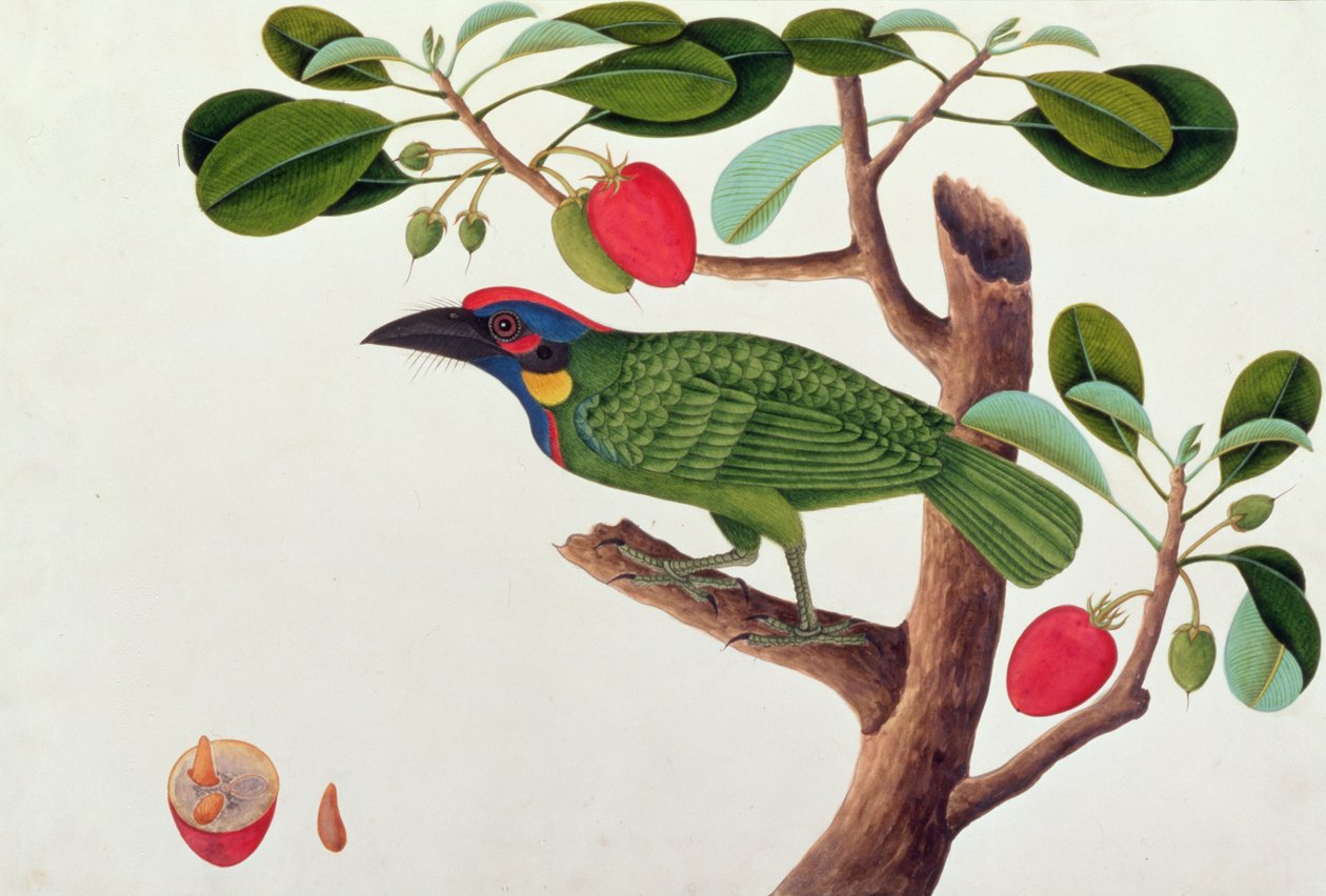 Exotic Bird, från Drawings of Birds from Malacca, c.1805-18 (wc på papper) av Chinese School
