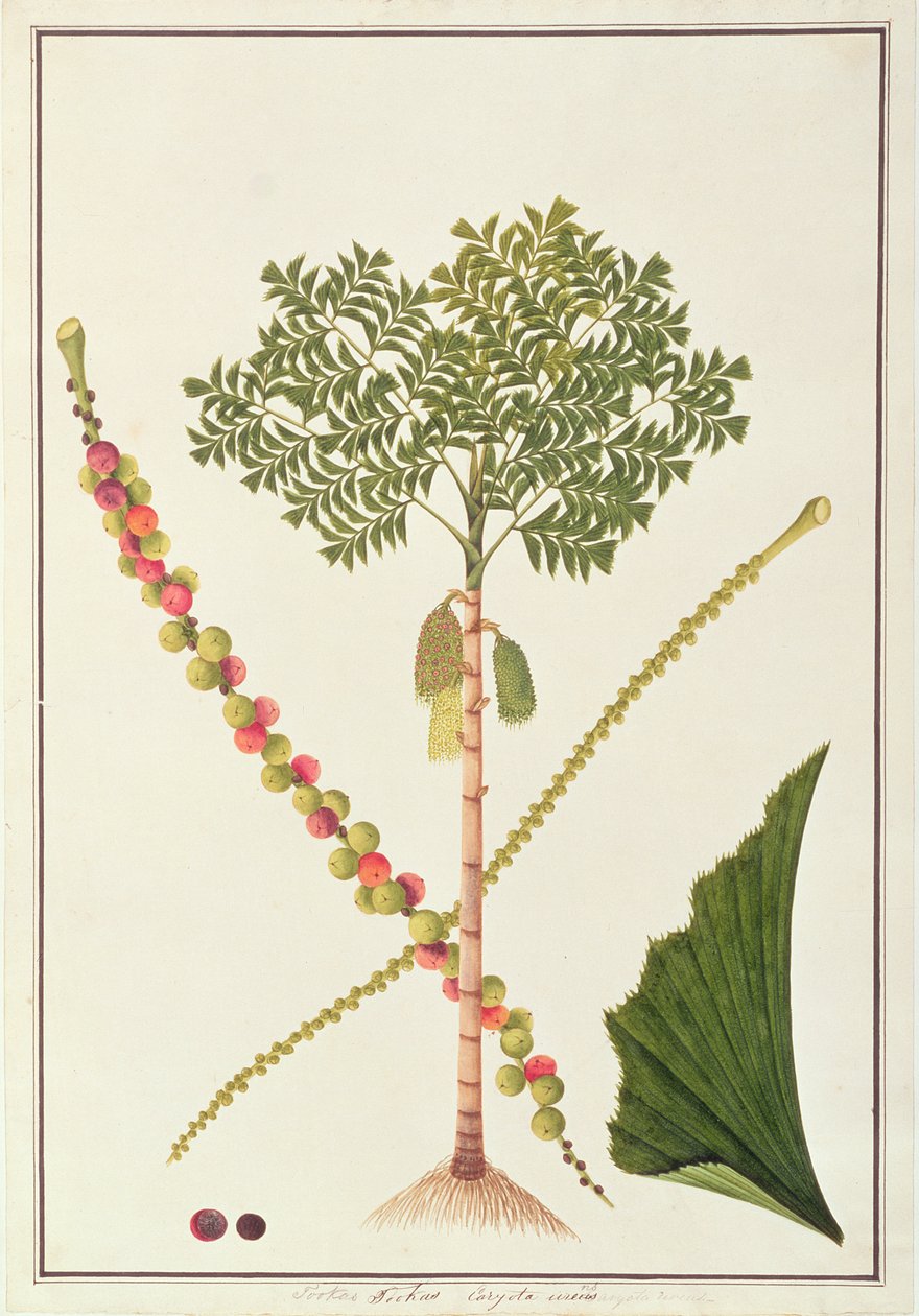 Fishtail Palm, från Drawings of Plants from Malacca, c.1805-18 (wc på papper) av Chinese School