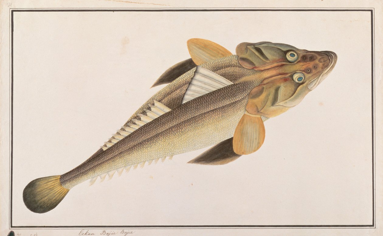 Flathead, från Drawings of Fishes from Malacca, c.1805-18 (wc på papper) av Chinese School