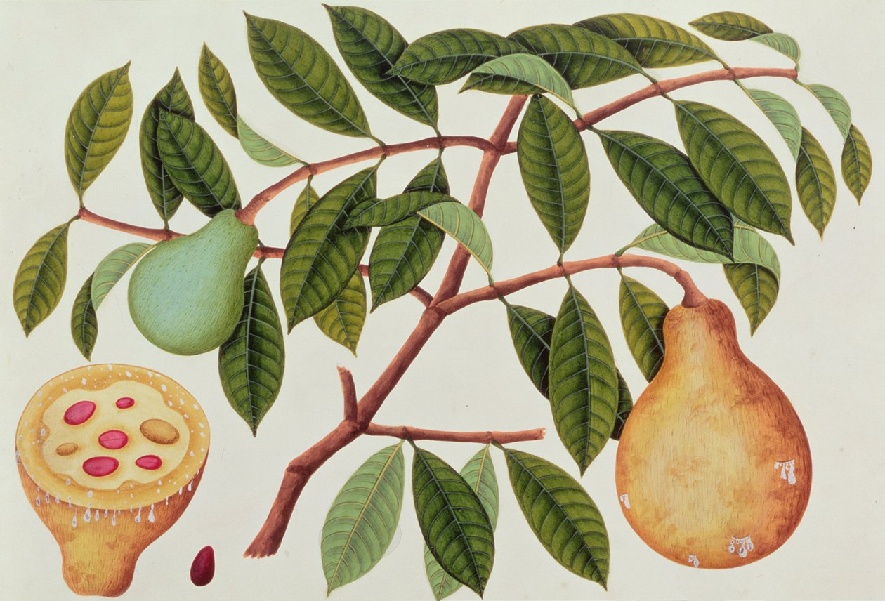 Frukt, från ritningar av växter från Malacka, c.1805-18 (wc på papper) av Chinese School
