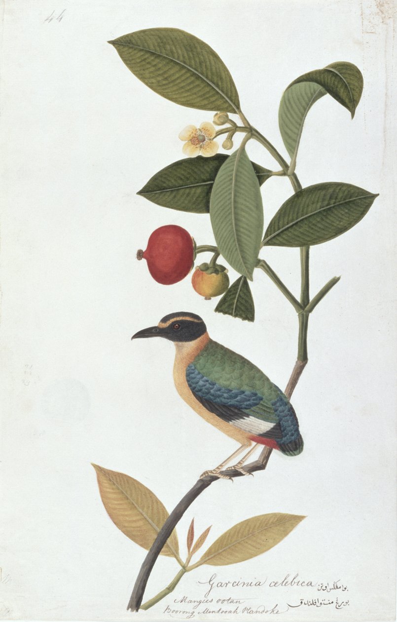 Garcinia celebica, Mangies ootan, Bourong Mentooah Plandoka, från Drawings of Birds from Malacca, c.1805-18 (wc på papper) av Chinese School