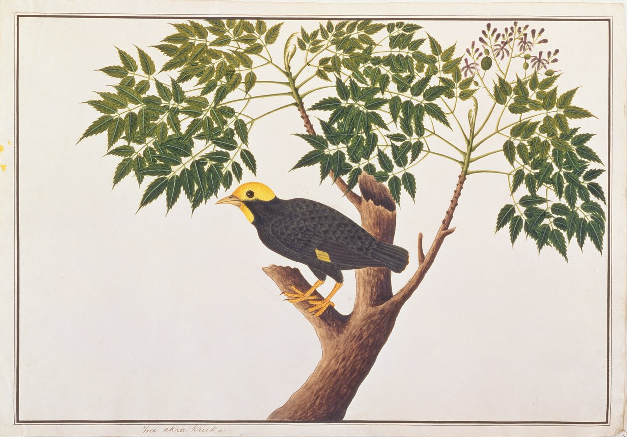 Guldkrönt Myna, från Drawings of Birds from Malacca, c.1805-18 (wc på papper) av Chinese School