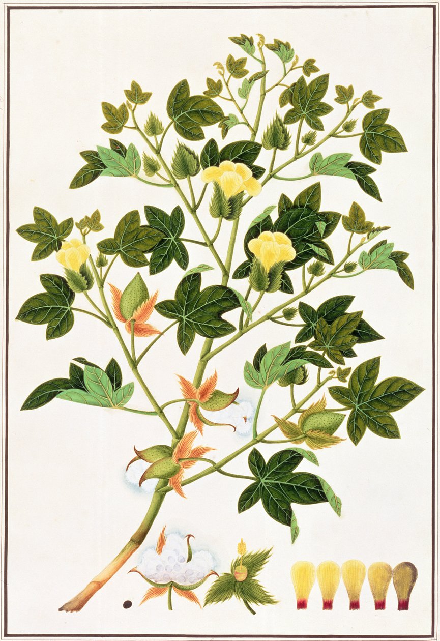 Gopypium Arboreum eller bomullsväxt, ca 1805-18 (wc på papper) av Chinese School
